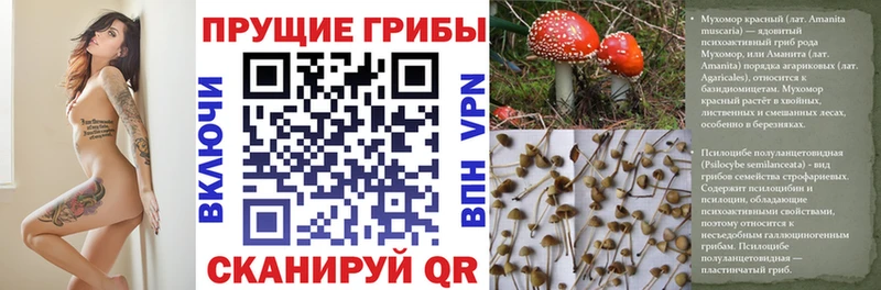 блэк спрут вход  как найти закладки  Кувшиново  Псилоцибиновые грибы мухоморы 